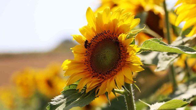 Ayçiçek yağıyla ilgili yeni gelişme! 46 milyon liralık destek...