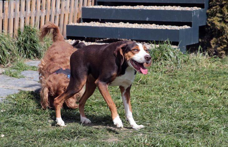 Veteriner kliniği kısa omurga sendromlu köpek Çakıl'ın yuvası oldu G1