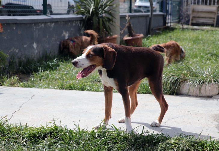 Veteriner kliniği kısa omurga sendromlu köpek Çakıl'ın yuvası oldu G3