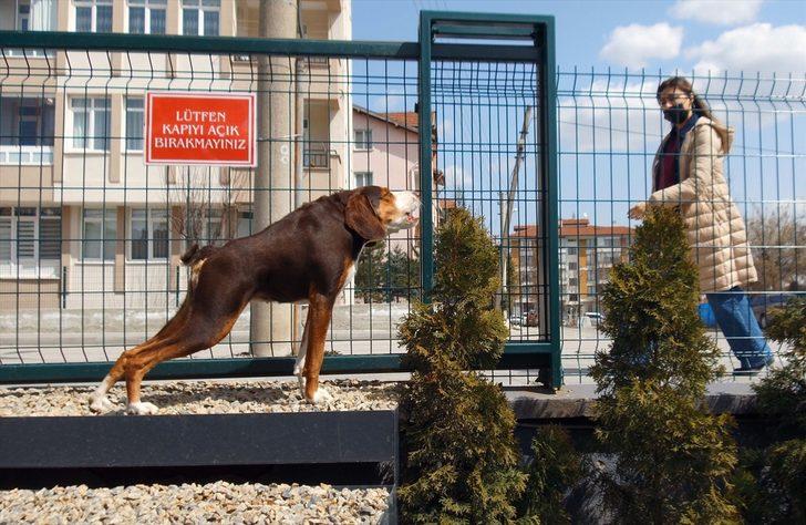 Veteriner kliniği kısa omurga sendromlu köpek Çakıl'ın yuvası oldu G4