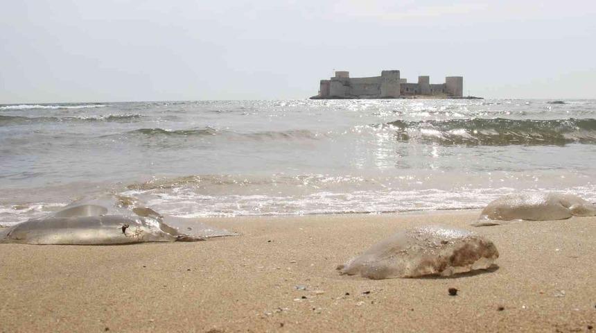 Akdeniz'de denizanası kabusu! Tehlike büyüyor... Onlarcası kıyıya vurdu