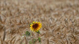 Rusya’dan Ayçiçeği Tohumuna İhracat Yasağı