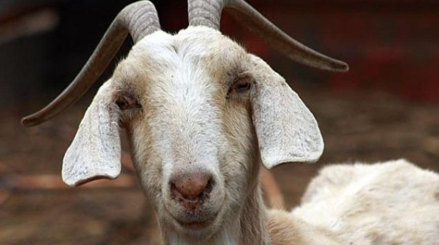 Keçi tecavüzcüsüne 10 yıl hapis