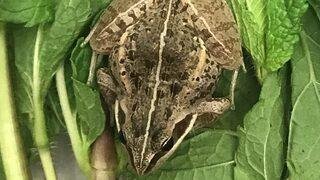 Etiyopya'dan İngiltere'ye ihraç edilen nane paketi içinde canlı bir kurbağa bulundu