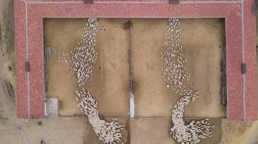 S&uuml;t kuzularının annelerine kavuşma heyecanı! Kokusundan tanıdılar