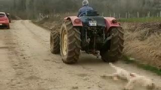Bursa'da vahşet! Gebe köpeği öldürdü, traktöre bağlayıp sürükledi