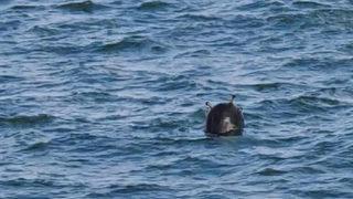 Son dakika: Karadeniz'de mayınlarla ilgili MSB'den açıklama