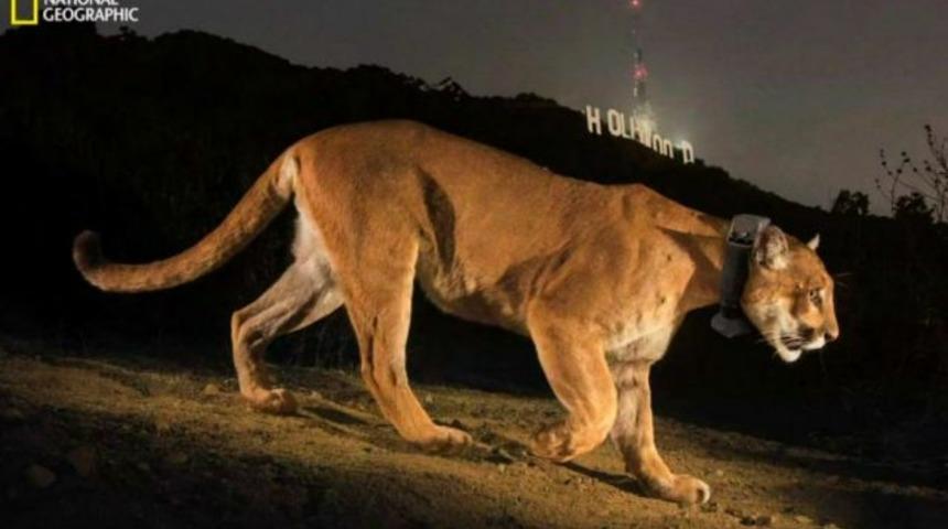 Hollywood'un beklenmedik ziyaretçisi