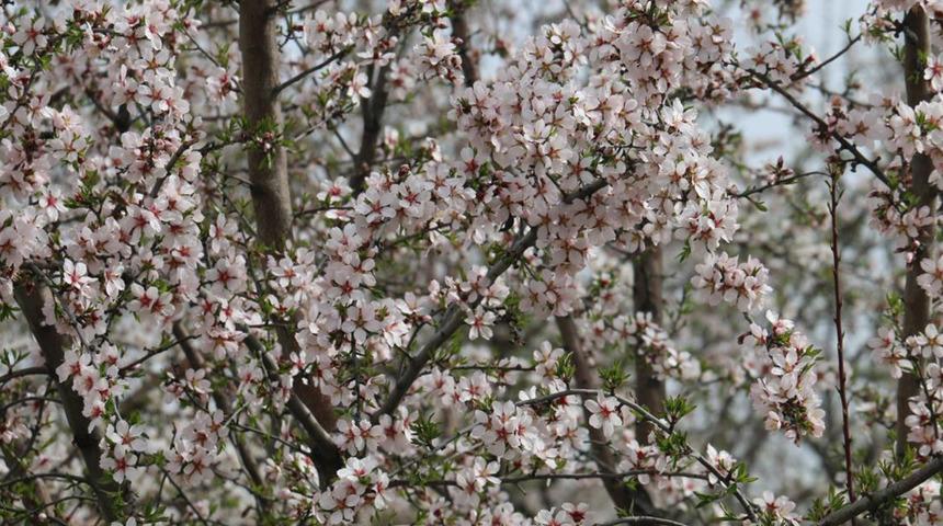 Adıyaman'da Nemrut Badem Çiçeği Festivali düzenlendi