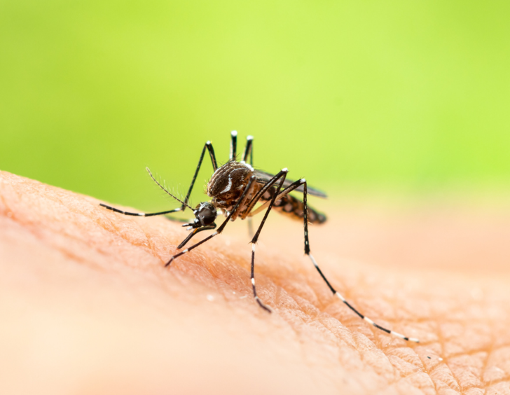 Dünya Sağlık Örgütü’nden yeni salgın uyarısı! 'Böceklerden bulaşacak, sinyaller alıyoruz'