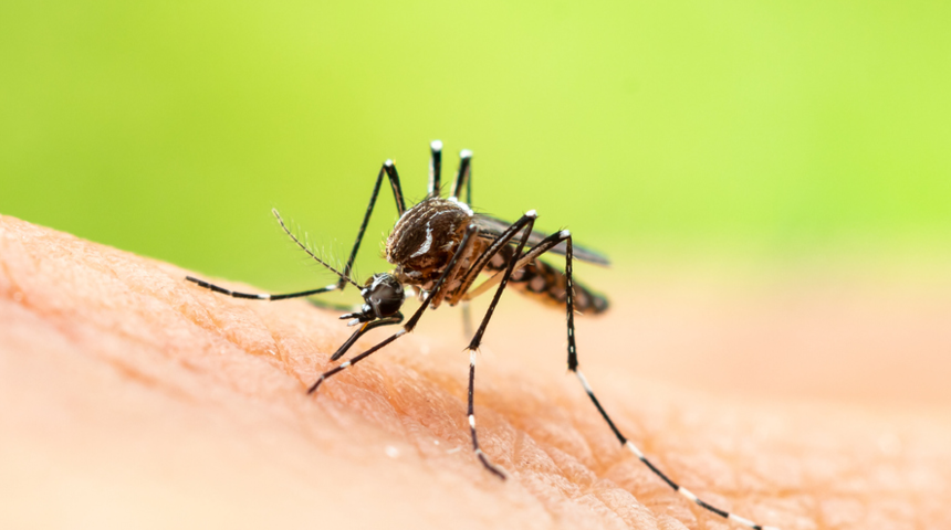Dünya Sağlık Örgütü’nden yeni salgın uyarısı! 'Böceklerden bulaşacak, sinyaller alıyoruz'