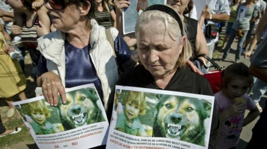 Romanya: 65 bin köpeğin itlafı için referandum
