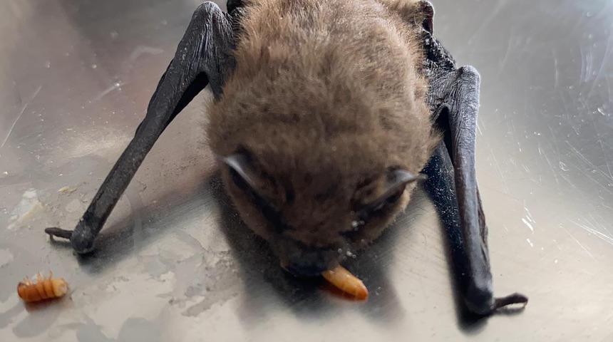 Afyonkarahisar'da yaşlı çiftin evine cüce yarasa girdi! 'Sakin olun, ışıkları kapatın' uyarısı