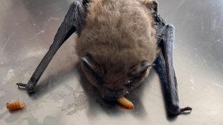 Afyonkarahisar'da yaşlı çiftin evine cüce yarasa girdi! 'Sakin olun, ışıkları kapatın' uyarısı