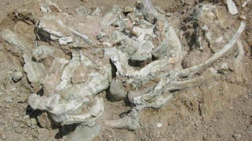 Çorum'da 10 tonluk dev gergedan fosili bulundu