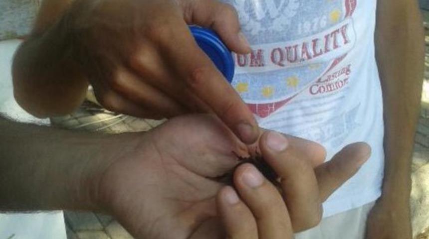 İnternetten gergedan böceği satmak istedi