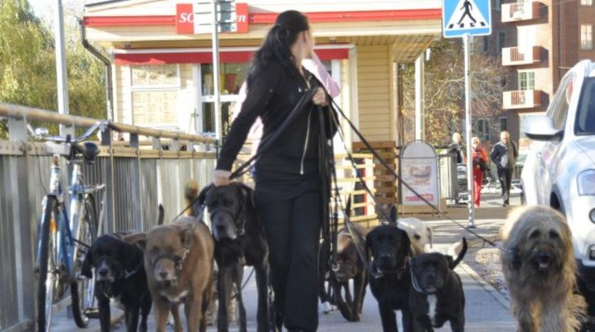 Finlandiyalılar 'köpek vergisi' ödemekten bıktı