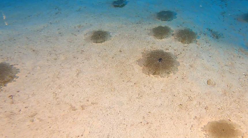 Yer: Antalya! Görüntüler tedirginliğe yol açtı, uzman isim uyardı: Gördüğünüzde dokunmayın