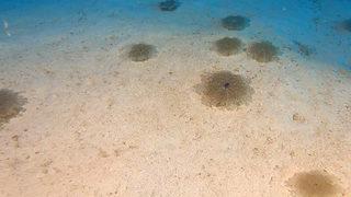 Yer: Antalya! Görüntüler tedirginliğe yol açtı, uzman isim uyardı: Gördüğünüzde dokunmayın