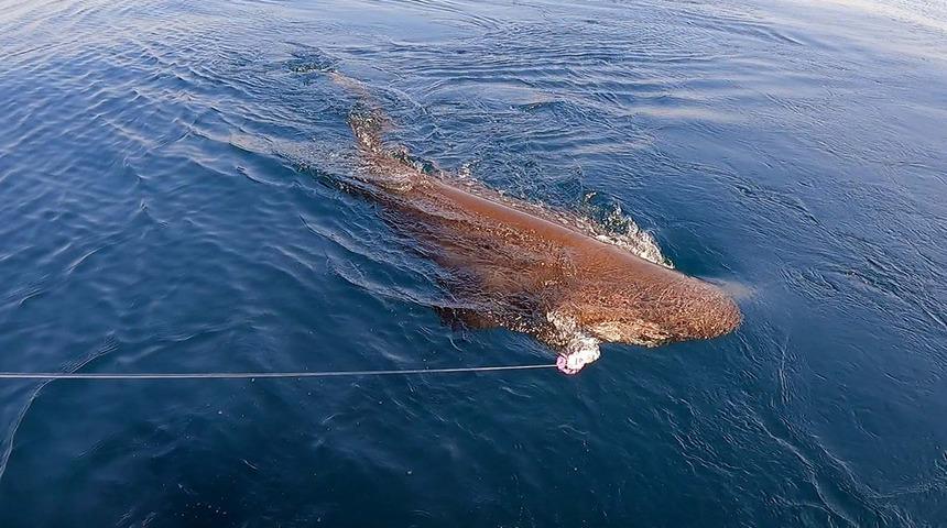 Yer: Çanakkale! 40 dakikada çekebildiler, 3,5 metre boyunda ve yarım ton ağırlığında