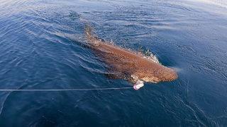 Yer: Çanakkale! 40 dakikada çekebildiler, 3,5 metre boyunda ve yarım ton ağırlığında
