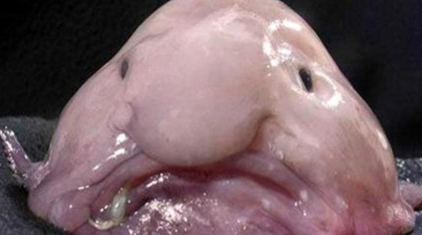 En &ccedil;irkin hayvan: Damla balığı