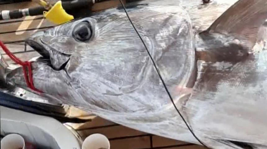 Tam 100 kiloluk orkinos yakaladılar, 2 saat 50 dakikada tekneye çıkarabildiler