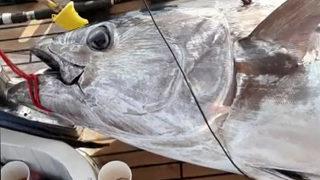 Tam 100 kiloluk orkinos yakaladılar, 2 saat 50 dakikada tekneye çıkarabildiler