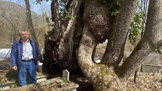 Belirli bir açıyla bakıldığında görülüyor... 350 yıllık çınar ağacında şaşırtan detay