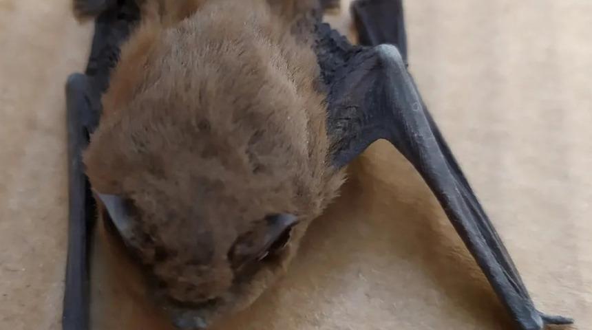 Paniğe yol açtı! 'Uyku sersemi' yarasa yaşlı çiftin evine girdi