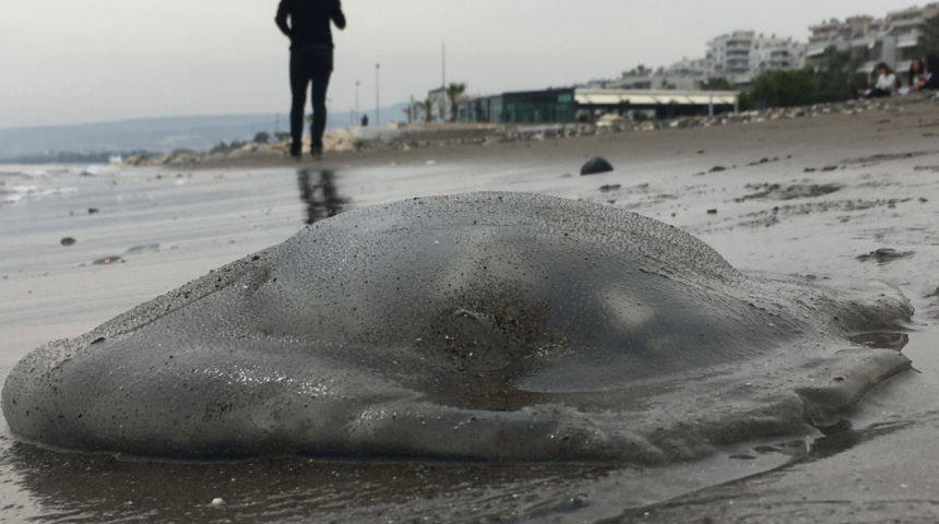 Mersin sahillerine kadar indi, bu bölgelerde denizde girmeyin! Ölse bile zehir saçıyor