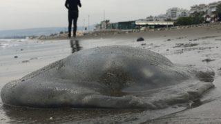 Mersin sahillerine kadar indi, bu bölgelerde denizde girmeyin! Ölse bile zehir saçıyor
