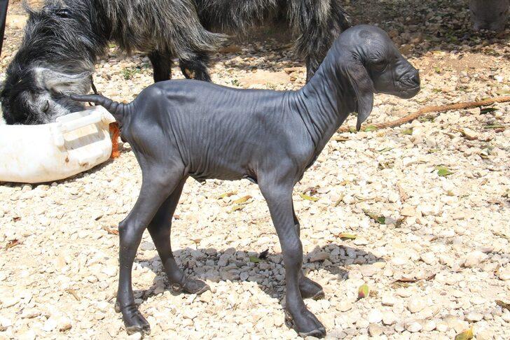 Mersin'de tüysüz doğan oğlak şaşkına çevirdi! 'Çift başlısını gördük, böylesini görmedik' G2