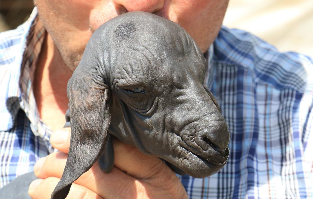 Mersin'de t&uuml;ys&uuml;z doğan oğlak şaşkına &ccedil;evirdi! '&Ccedil;ift başlısını g&ouml;rd&uuml;k, b&ouml;ylesini g&ouml;rmedik'