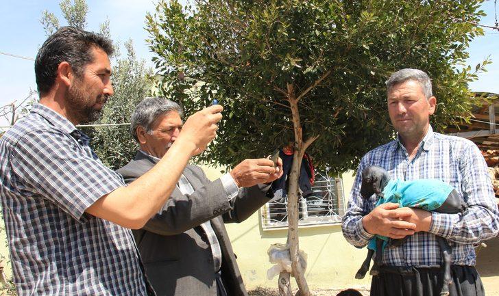 Mersin'de tüysüz doğan oğlak şaşkına çevirdi! 'Çift başlısını gördük, böylesini görmedik' G4