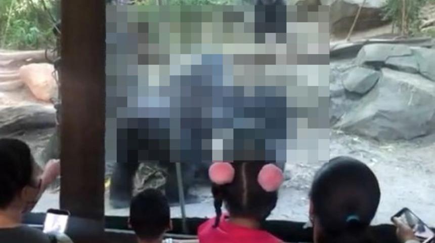 Hayvanat bahçesinde ilginç anlar! Goriller bir anda çocukların gözünün önünde cinsel ilişkiye girdi