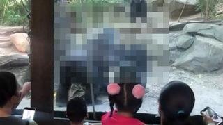 Hayvanat bahçesinde ilginç anlar! Goriller bir anda çocukların gözünün önünde cinsel ilişkiye girdi