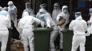 Hollanda'da kuş gribine rastlandı