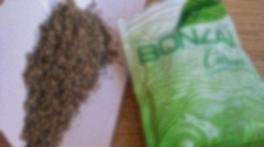 Kalp krizinin nedeni &ldquo;Bonzai&rdquo; &ccedil;ıktı