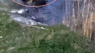 Nesli tükenmek üzere olan su samurunu Sapanca Gölü'nde böyle görüntüledi