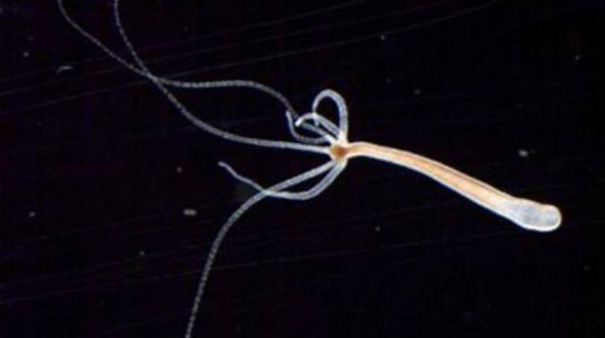 Hi&ccedil; yaşlanmayan bir canlı t&uuml;r&uuml; bulundu