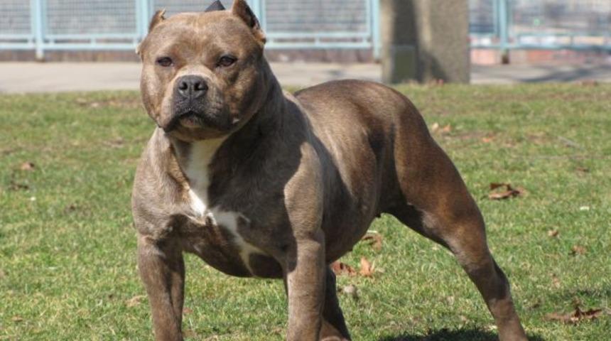 Pitbull sahibini yedi!