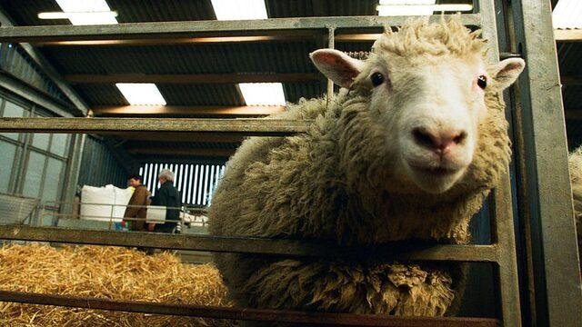 Dolly isimli koyun 1996'daki doğumunun ardından klonlanan ilk memeli olmuştu.