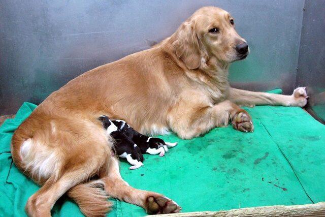 Güney Kore'deki bir klonlama tesisinde taşıyıcı anneleriyle birlikte klonlanmış iki beagle yavrusu