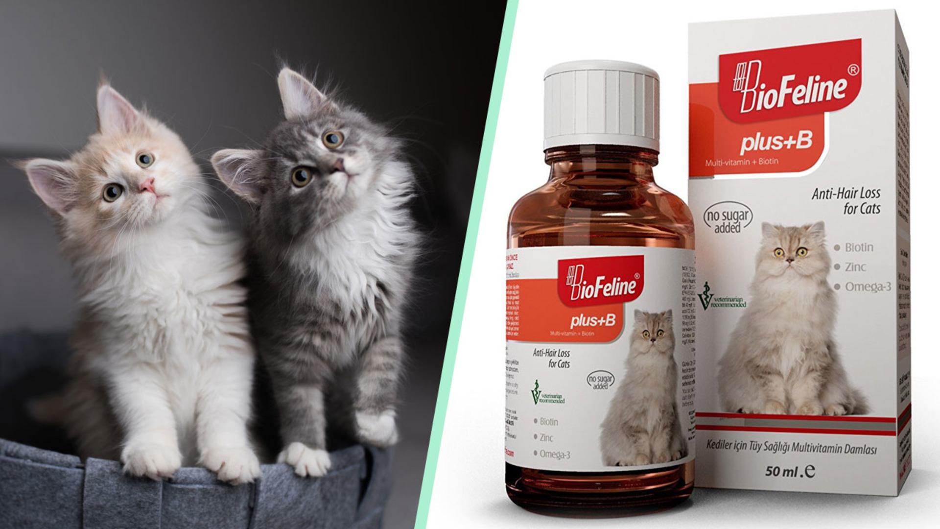 Kedinizin sorunlarına deva olabilecek onu zinde tutacak en iyi kedi vitaminleri