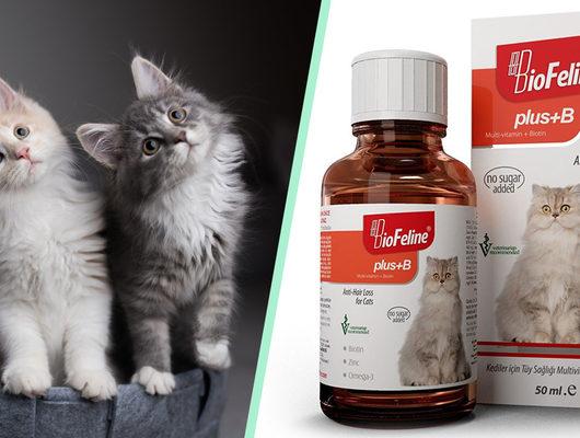 Kedinizin sorunlarına deva olabilecek en iyi kedi vitaminleri