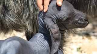 Tüysüz doğan oğlaktan yeni haber! Veteriner açıkladı: Hayatı boyunca böyle kalacak
