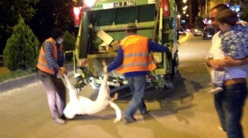 K&ouml;pekleri iğneyle katledip &ccedil;&ouml;p arabasına attılar