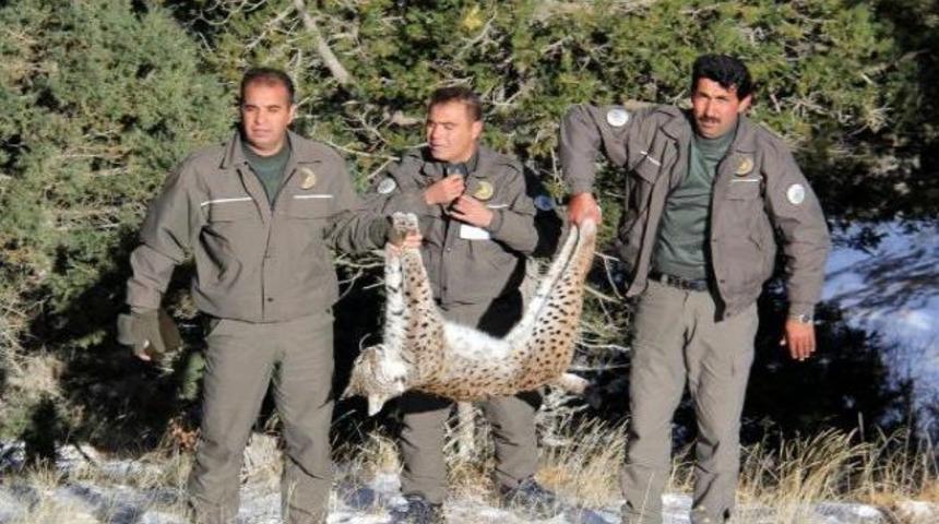 Burdur'da bir ay arayla 2 vaşak öldürüldü