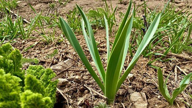 Vitamin deposu çiriş otu saç dökülmesini önler! Suyu ne sivilce bırakır ne egzama